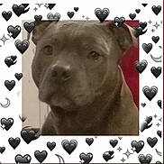 Narko participe au concours pour gagner de l'argent avec cette photo : dog, canine, gray_dog, portrait, close_up, face, muzzle, nose, eyes, ears, short_fur, pet, animal, indoors, red_background, heart_frame, decorative_hearts, sparkles, looking_at_camera, cute
