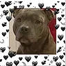 dog, canine, gray_dog, portrait, close_up, face, muzzle, nose, eyes, ears, short_fur, pet, animal, indoors, red_background, heart_frame, decorative_hearts, sparkles, looking_at_camera, cute