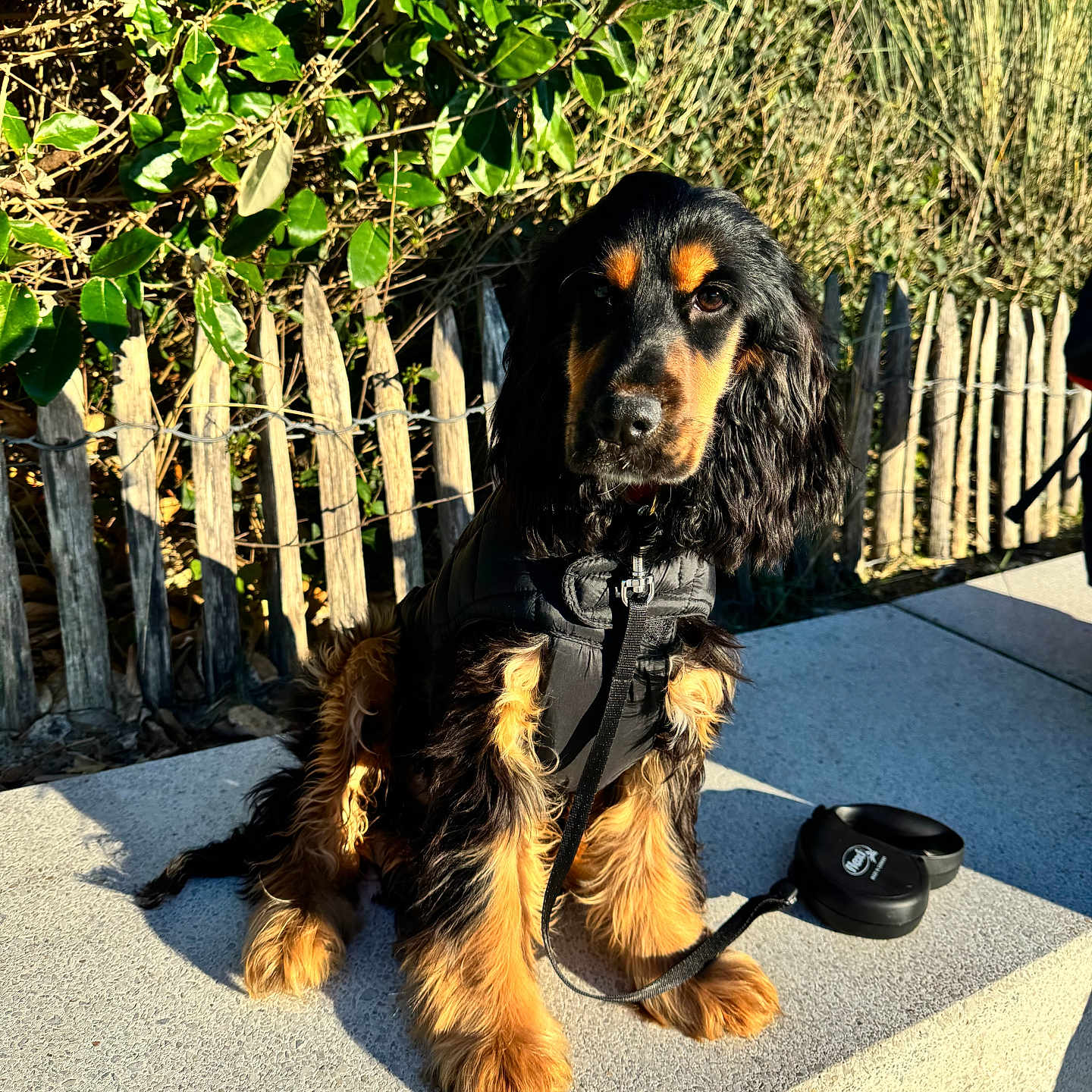 Zoé a rejoint le concours — aidez-le/la à gagner de superbes lots ! accessories, animal, canine, cockerspaniel, dog, fence, grass, hound, nature, outdoors, path, pet, plant, puppy, sunglasses, tree, vegetation, walkway, wood, yard