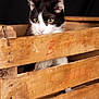 Fripon a rejoint le concours — aidez-le/la à gagner de superbes lots ! cat, kitten, wooden_crate, black_and_white, pet, animal, curious, feline, close_up, indoor, pink_nose, whiskers, ears, eyes, fur, wood, slats, dark_background, looking_out, young_animal