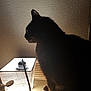 black_cat, cat, silhouette, lamp, light, shadow, indoor, pet, feline, table, wall, cozy, night, profile, animal, fur, dark, still_life, relaxing, quiet