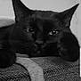 black_cat, cat, close_up, resting, paw, texture, indoor, feline, portrait, animal, pet, cozy, monochrome, quiet, soft_light, domestic_cat, face, ears, whiskers, relaxed
