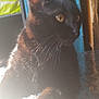 black_cat, cat, pet, indoor, sunlight, golden_eyes, whiskers, close_up, feline, animal, curious, soft_light, backlight, fur, domestic_cat, relaxed, table, household, shadow, portrait