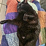 black_cat, cat, pet, feline, animal, knitted_blanket, patchwork, colorful, relaxed, stretching, indoor, floor_tiles, fur, whiskers, paw, tail, cozy, resting, cute, domestic_animal