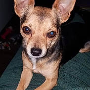 Gato is registered to the contest to win money with this photo: alert, animal, black_nose, blue_eyes, chihuahua, closeup, couch, cute, dark_background, dog, front_view, furniture, indoor, pet, photography, pointed_ears, portrait, sitting, small_dog, tan_fur