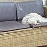 animal, brown, comfort, cozy, cushion, dog, fluffy, fur, furniture, home, indoor, nap, pet, quiet, relaxing, resting, seat, sleeping, sofa, wicker_furniture
