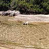 animal, clear_sky, daytime, dog, fluffy_dog, forest, landscape, nature, outdoor, peaceful, rock, scenic, shallow_water, shore, small_dog, summer, sunlight, trees, water, wildlife