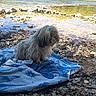 Guinness participe au concours pour gagner de l'argent avec cette photo : animal, calm, daytime, dog, fur, greenery, landscape, nature, outdoor, pet, relaxing, river, riverbank, rocks, scenery, shade, summer, sunlight, towel, water