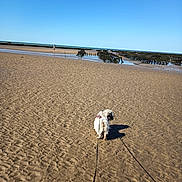 Guinness participe au concours pour gagner de l'argent avec cette photo : animal, beach, calm, clear_sky, daytime, dog, empty_beach, leash, nature, outdoor, pet, relaxation, sand, shadow, sky, sunny, vacation, walking, water, wooden_structures