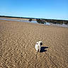 animal, beach, calm, clear_sky, daytime, dog, empty_beach, leash, nature, outdoor, pet, relaxation, sand, shadow, sky, sunny, vacation, walking, water, wooden_structures