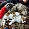 animal, blanket, brown, cat, companion, couch, cozy, dog, fluffy, fur, furniture, home, indoor, pet, pillow, relaxation, remote_control, resting, sleeping, white