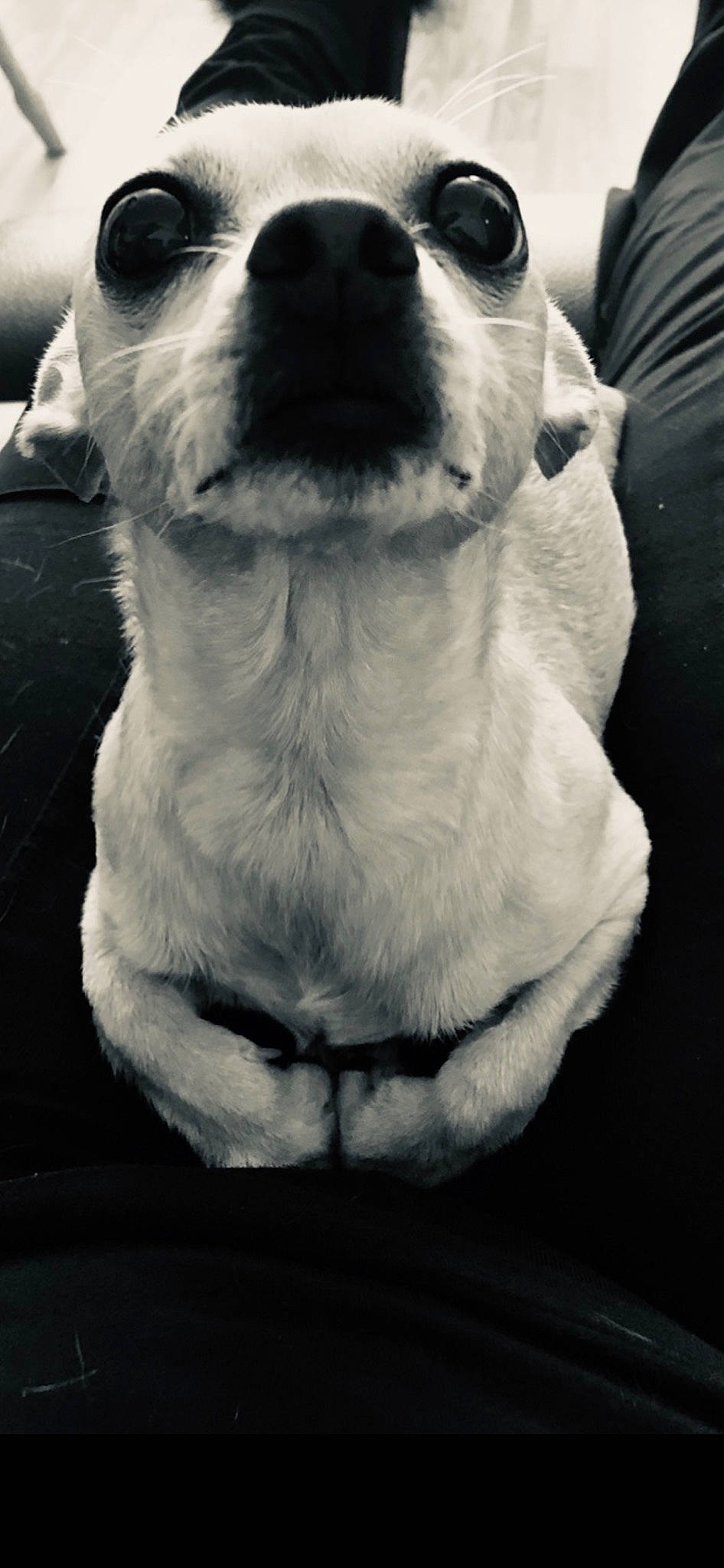 Chloe joined the competition — help win amazing prizes! ancient_dog_breeds, black_and_white, canidae, carnivore, companion_dog, dog, dog_breed, head, nose, photography, puppy, russell_terrier, snout, whiskers