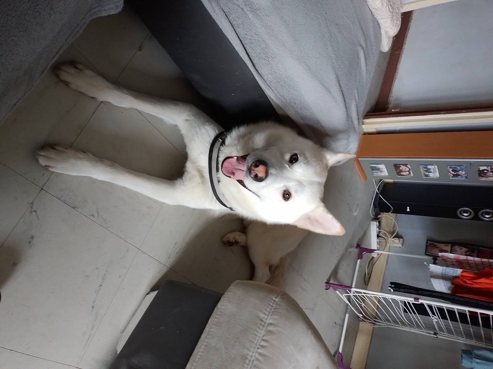 Yuky participe au concours pour gagner de l'argent avec cette photo : auto_part, automotive_design, automotive_exterior, automotive_wheel_system, carnivore, ceiling, compact_car, family_car, luxury_vehicle, machine, metal, motor_vehicle, personal_luxury_car, vehicle, vehicle_door