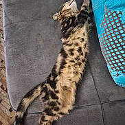 Bloom participe au concours pour gagner de l'argent avec cette photo : cat, spotted_cat, stretching, couch, pillow, indoor, relaxed, feline, pet, fur, tabby, soft_furniture, cozy, pattern, blue, brown, grey, sleeping, resting, animal