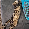 cat, spotted_cat, stretching, couch, pillow, indoor, relaxed, feline, pet, fur, tabby, soft_furniture, cozy, pattern, blue, brown, grey, sleeping, resting, animal