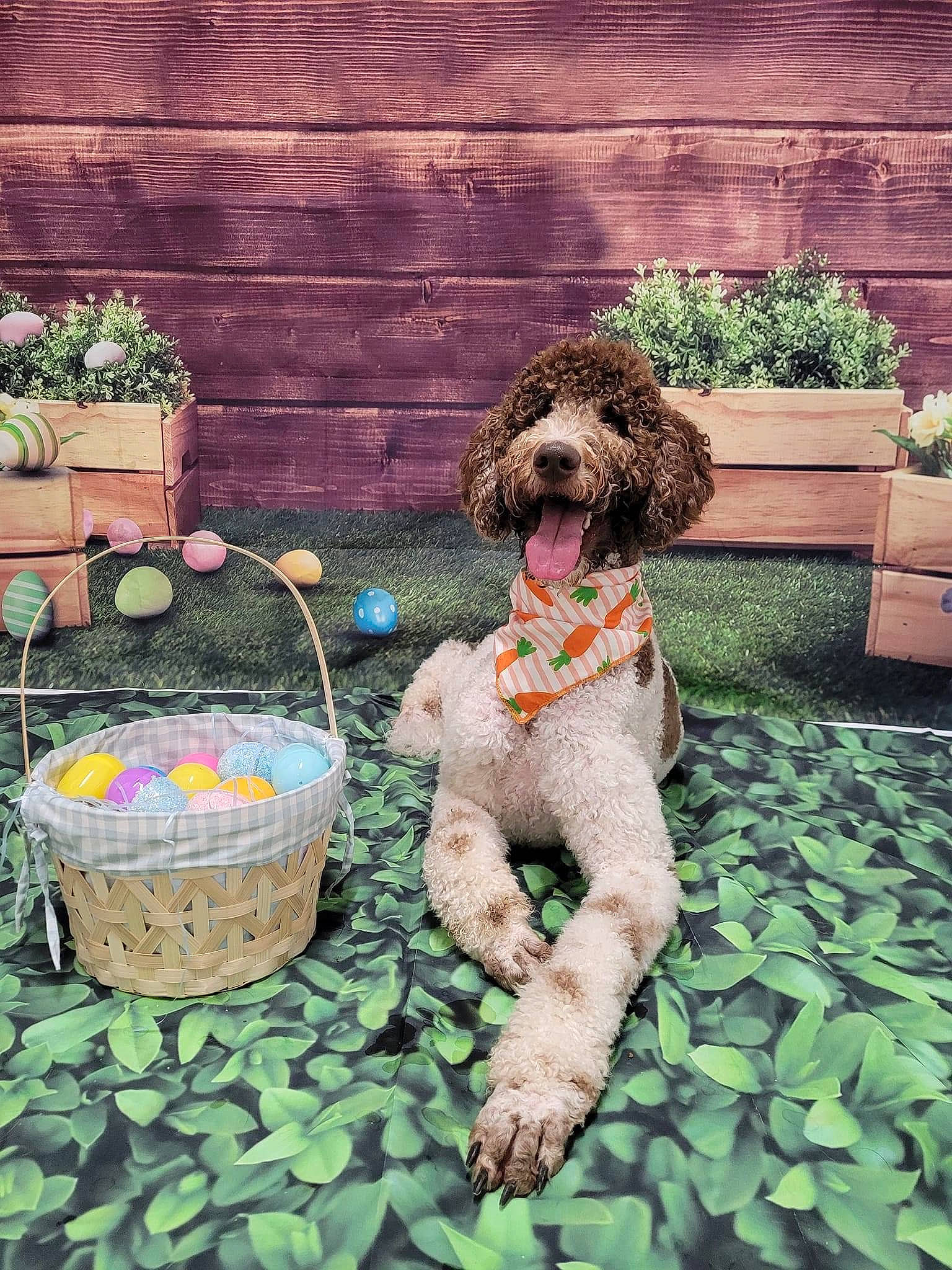 Rooster joined the competition — help win amazing prizes! basket, carnivore, companion_dog, dog, dog_breed, dog_supply, fawn, flowerpot, garden, grass, houseplant, lawn_ornament, plant, poodle, sporting_group, terrier, toy, toy_dog, water_dog, yard