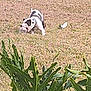 Fattboyy is registered to the contest to win money with this photo: dog, grass, yard, plant, leafy_plant, white_fence, outdoor, animal, pet, chewing, playful, black_and_white, bottle, nature, summer, daylight, canine, greenery, small_dog, fun