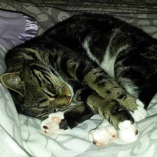 Belle joined the competition — help win amazing prizes!