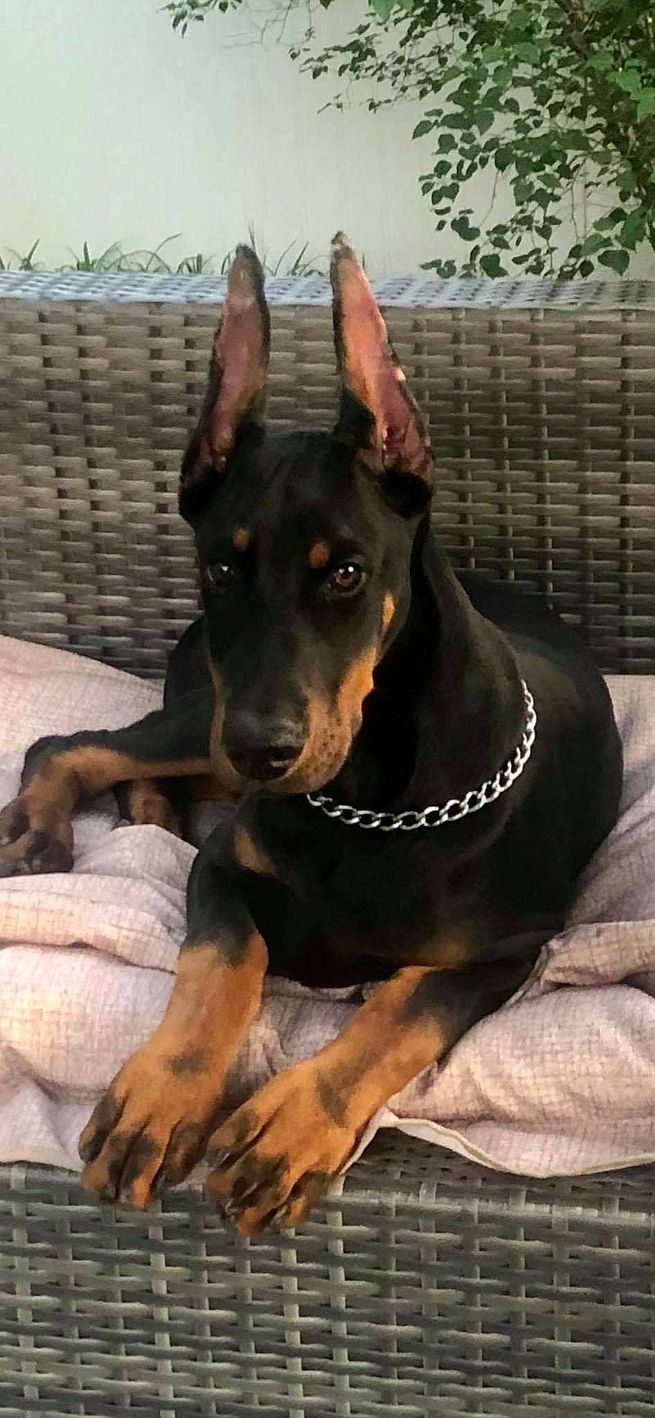 Baron joined the competition — help win amazing prizes! ancient_dog_breeds, canidae, carnivore, collar, companion_dog, dobermann, dog, dog_breed, dog_collar, dog_supply, ear, fawn, guard_dog, herding_dog, pinscher, sharing, snout, sporting_group, working_animal, working_dog