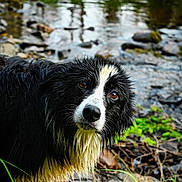 Maisie joined the competition — help win amazing prizes! dog, wet, black_and_white, animal, canine, outdoor, nature, river, rocks, water, grass, curious, fur, portrait, pet, muzzle, eyes, stream, wildlife, landscape