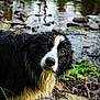 dog, wet, black_and_white, animal, canine, outdoor, nature, river, rocks, water, grass, curious, fur, portrait, pet, muzzle, eyes, stream, wildlife, landscape