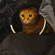 Woody a rejoint le concours — aidez-le/la à gagner de superbes lots ! animal, black_fabric, cat, closeup, cozy, curious, cute, domestic_cat, eyes, feline, fur, indoor, looking, orange_tabby, pet, portrait, resting, ring, tunnel, whiskers