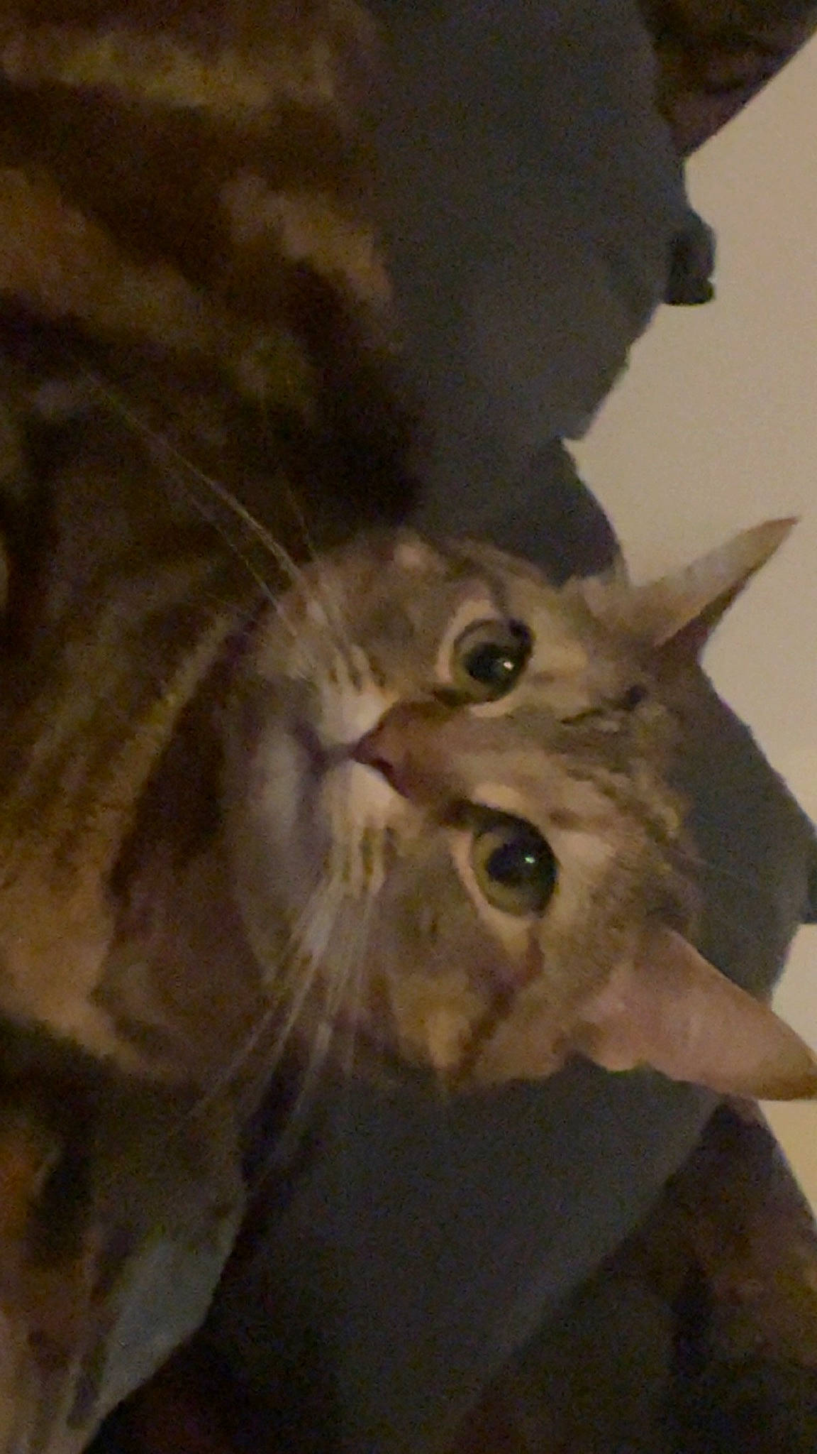 Kimmy a rejoint le concours — aidez-le/la à gagner de superbes lots ! carnivore, cat, domestic_short_haired_cat, ear, felidae, fur, gesture, jaw, paw, small_to_medium_sized_cats, snout, terrestrial_animal, whiskers