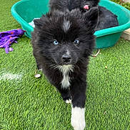 Tchika a rejoint le concours — aidez-le/la à gagner de superbes lots ! puppy, dog, black_dog, white_markings, blue_eyes, grass, outdoor, playful, cute, pet, animal, young_dog, green_tub, tongue_out, fur, nature, small_dog, curious, close_up, two_puppies