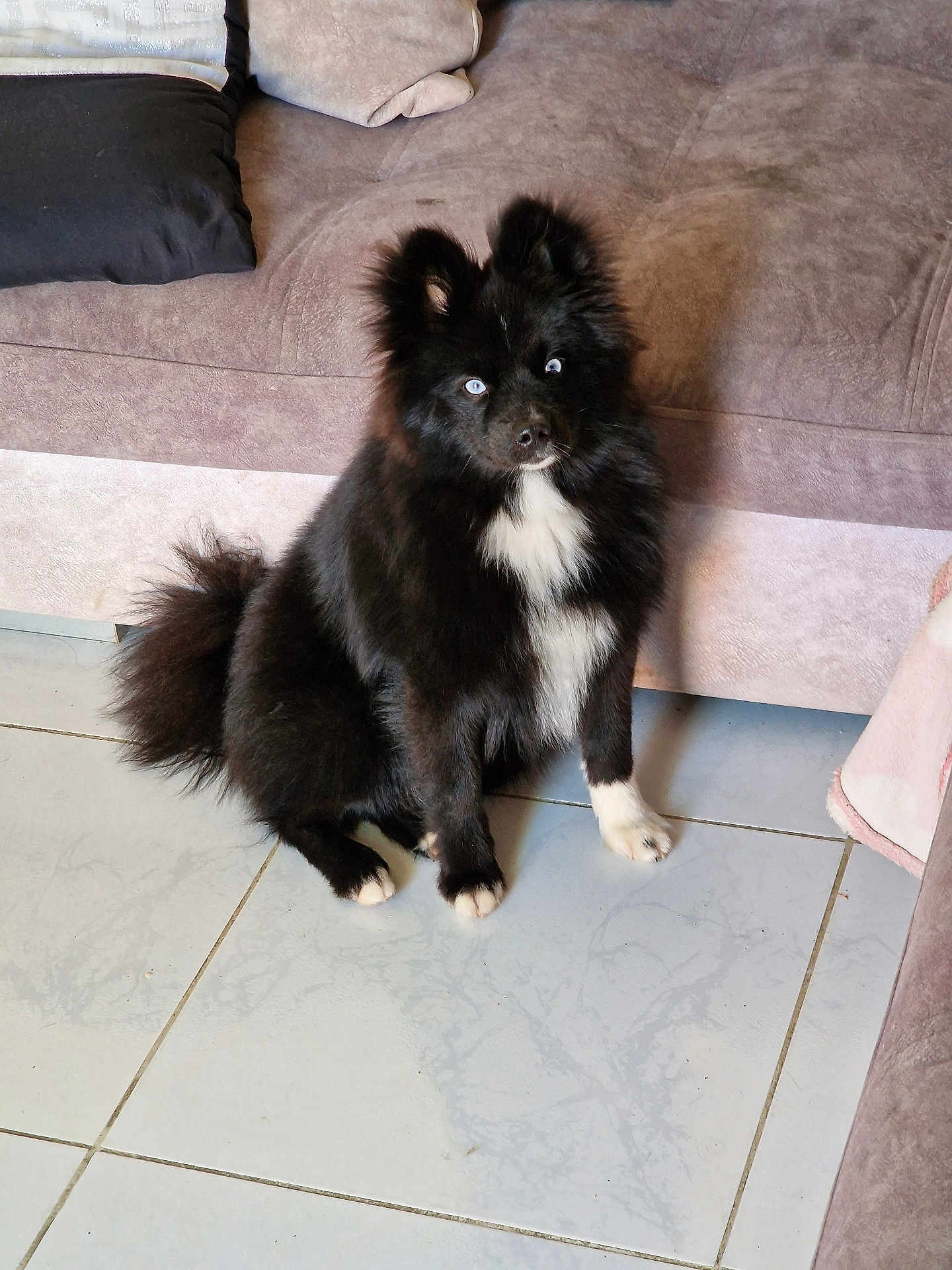Tchika a rejoint le concours — aidez-le/la à gagner de superbes lots ! dog, black_dog, white_paws, blue_eyes, fluffy, sitting, indoor, couch, tile_floor, pet, animal, fur, cute, attentive, household, companion, domestic_animal, furniture, living_room, paw