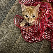 Garfield joined the competition — help win amazing prizes! cat, orange_tabby, ribbon, red, decorative, floor, wooden_floor, pet, curious, wide_eyes, cute, playful, indoor, feline, animal, close_up, texture, striped, whiskers, looking_up