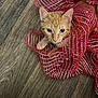 cat, orange_tabby, ribbon, red, decorative, floor, wooden_floor, pet, curious, wide_eyes, cute, playful, indoor, feline, animal, close_up, texture, striped, whiskers, looking_up