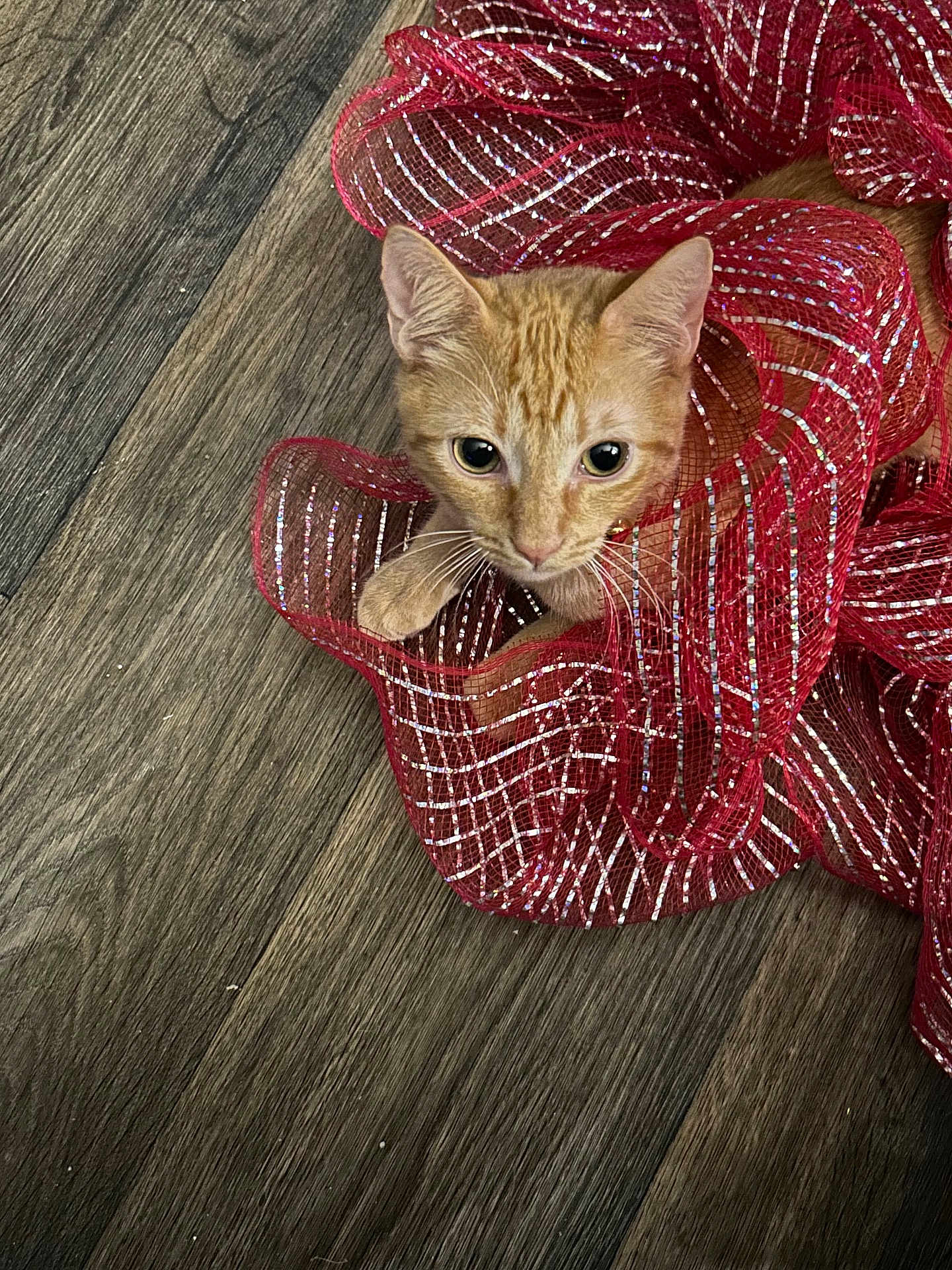 Garfield joined the competition — help win amazing prizes! cat, orange_tabby, ribbon, red, decorative, floor, wooden_floor, pet, curious, wide_eyes, cute, playful, indoor, feline, animal, close_up, texture, striped, whiskers, looking_up