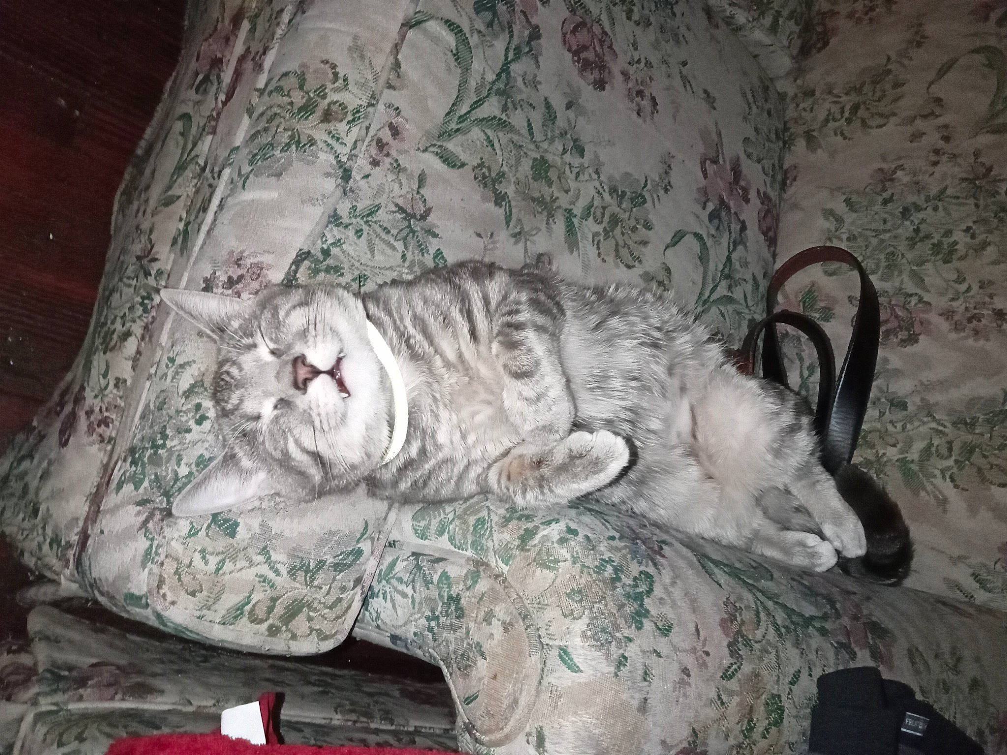 Philly joined the competition — help win amazing prizes! carnivore, cat, comfort, couch, darkness, domestic_short_haired_cat, felidae, fur, grey, house, linens, nap, paw, room, small_to_medium_sized_cats, snout, tail, terrestrial_animal, whiskers, wood