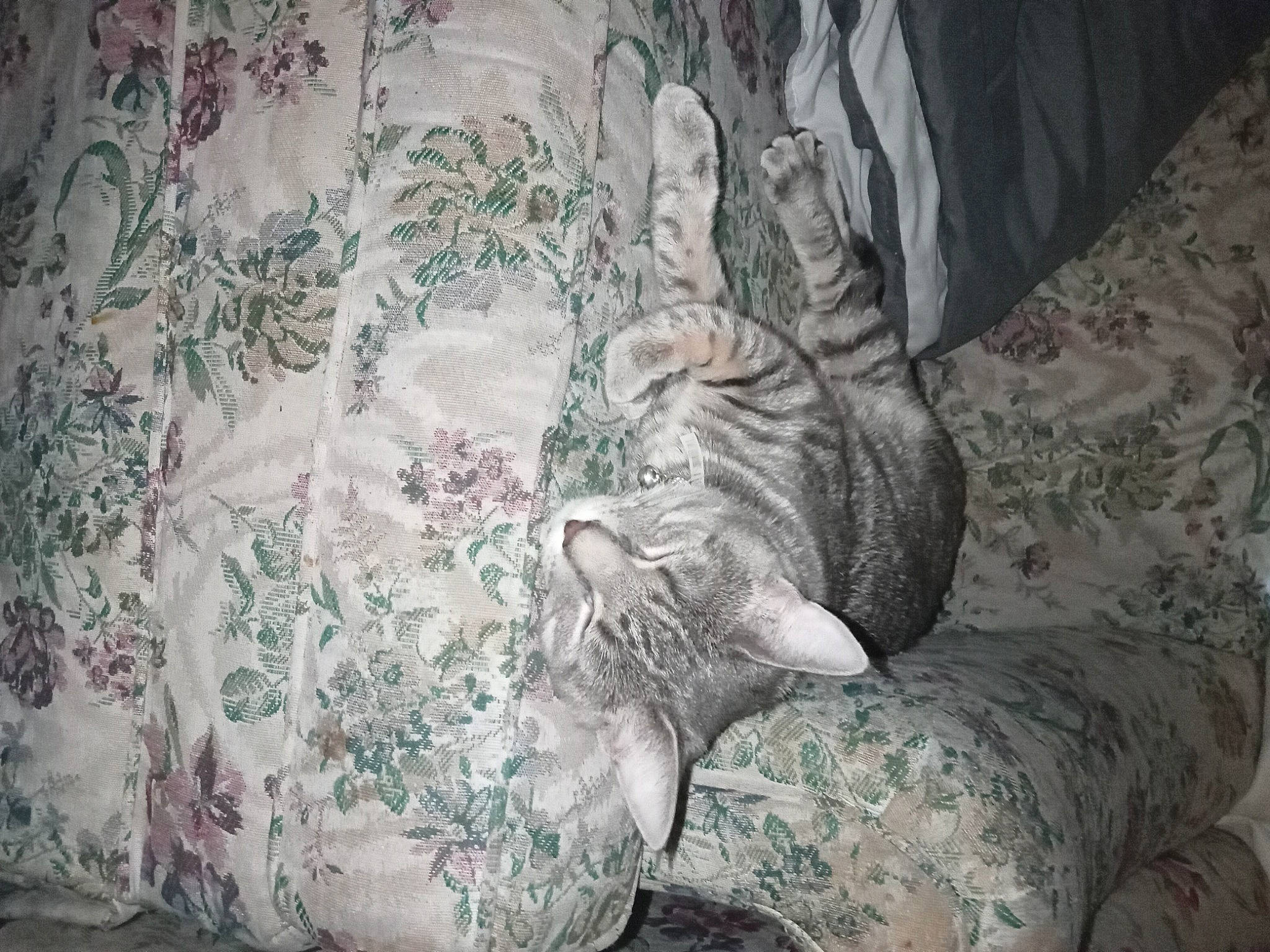 Philly is registered to the contest to win money with this photo: bedding, carnivore, cat, comfort, couch, domestic_short_haired_cat, felidae, fur, grey, linens, pattern, room, small_to_medium_sized_cats, studio_couch, tail, terrestrial_animal, tree, visual_arts, whiskers, wood