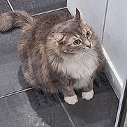 Sushi participe au concours pour gagner de l'argent avec cette photo : cat, fluffy, wide_eyes, curious, tiled_floor, indoor, pet, feline, white_paws, gray_fur, long_hair, whiskers, ears, sitting, looking_up, reflection, window, corner, playful, animal