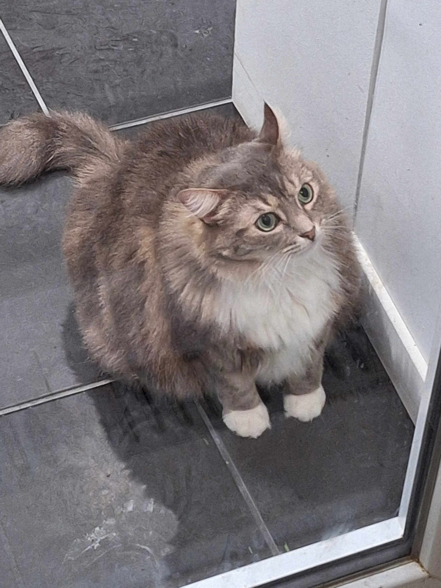 Sushi participe au concours pour gagner de l'argent avec cette photo : cat, fluffy, wide_eyes, curious, tiled_floor, indoor, pet, feline, white_paws, gray_fur, long_hair, whiskers, ears, sitting, looking_up, reflection, window, corner, playful, animal