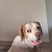 Pearl a rejoint le concours — aidez-le/la à gagner de superbes lots ! dog, indoor, pet, animal, brown_and_white, blue_eye, heterochromia, tongue_out, happy, canine, floor, wall, sitting, looking_at_camera, ears, fur, muzzle, domestic_animal, companion, friendly