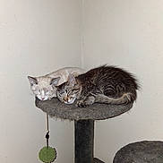 Salt And Pepper joined the competition — help win amazing prizes! cat, kitten, sleeping, cat_tree, scratching_post, toy_ball, pompom, indoor, pet, fur, whiskers, cozy, nap, cuddling, platform, corner_wall, shelf, tabby, cream_cat, peaceful