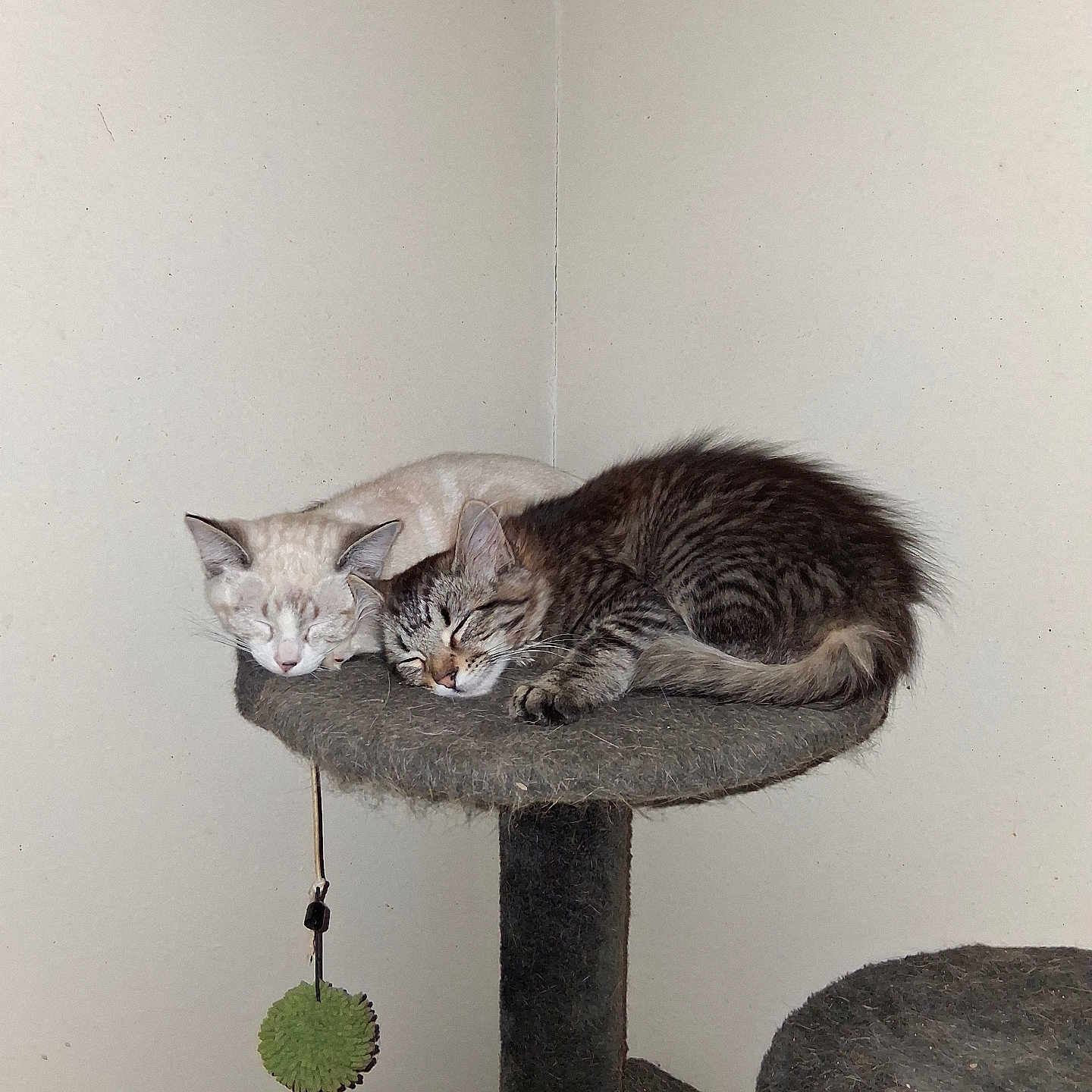 Salt And Pepper joined the competition — help win amazing prizes! cat, cat_tree, corner_wall, cozy, cream_cat, cuddling, fur, indoor, kitten, nap, peaceful, pet, platform, pompom, scratching_post, shelf, sleeping, tabby, toy_ball, whiskers