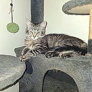 Pepper is registered to the contest to win money with this photo: cat, cat_tree, closeup, feline, fur, furniture, green_eyes, hanging_toy, indoor, lounging, paw, perch, pet, resting, scratching_post, sitting, tabby_cat, toy_pom, wall, whiskers