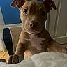 puppy, dog, pet, indoor, close_up, brown_dog, white_chest, ears, paws, blanket, bedroom, fan, wood_floor, door, curious, cute, young_dog, animal, looking, companion