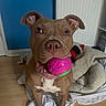 dog, ball, toy, pet, playful, indoor, floor, bed, blue_wall, brown_dog, canine, looking_up, ears_up, nose, mouth, white_chest, wooden_floor, blanket, home, animal