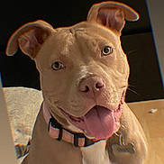 Sandy joined the competition — help win amazing prizes! dog, canine, pet, smiling, collar, tongue_out, indoor, close_up, portrait, brown_dog, happy, animal, cute, friendly, domestic, headshot, ears, fur, playful, companion