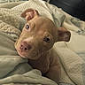 animal, bed, blanket, canine, comfort, cozy, cute, dog, domestic_animal, ears, eyes, face, fur, indoor, nose, pet, puppy, resting, sleepy, young