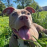 dog, tongue_out, grass, sunlight, happy, outdoor, pet, canine, greenery, nature, ears, collar, smiling, blue_sky, daytime, close_up, animal, playful, park, summer