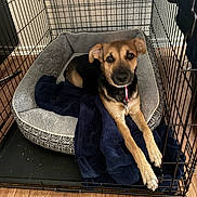 Queenie is registered to the contest to win money with this photo: dog, crate, dog_bed, blanket, wood_floor, indoor, pet, canine, collar, resting, furniture, comfort, brown_dog, black_fur, medium_sized_dog, looking_up, paws, cage, home, animal