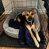 dog, crate, dog_bed, blanket, wood_floor, indoor, pet, canine, collar, resting, furniture, comfort, brown_dog, black_fur, medium_sized_dog, looking_up, paws, cage, home, animal