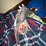 Babygirl joined the competition — help win amazing prizes! animal, bedroom, cat, cozy, cute, domestic_cat, feline, fur, gray_cat, indoor, napping, pet, plaid_blanket, protective_collar, relaxed, resting, sleeping, soft, strawberry_pattern, white_paws