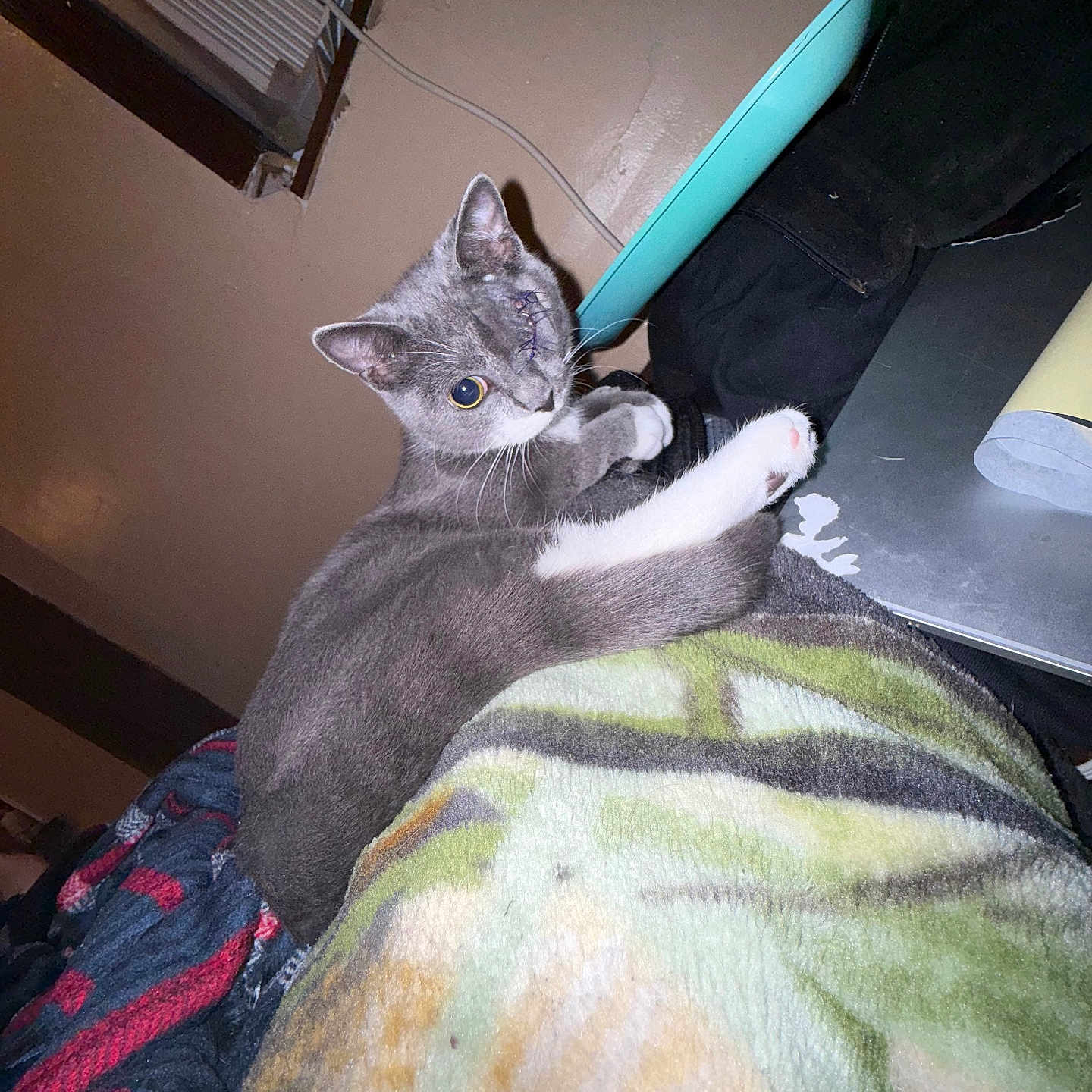 Babygirl joined the competition — help win amazing prizes! air_conditioner, animal, blanket, cable, cat, comfort, cozy, curious, cute, flash, furniture, gray_cat, home, indoor, one_eyed_cat, pet, relaxing, resting, soft_texture, white_paws