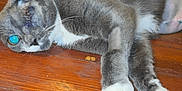 Babygirl joined the competition — help win amazing prizes! animal, blue_eye, cat, close_up, domestic, floor, fur, gray_cat, household_items, indoor, injury, lying_down, one_eye_closed, pet, recovery, resting, stitches, tripod, white_paws, wooden_floor